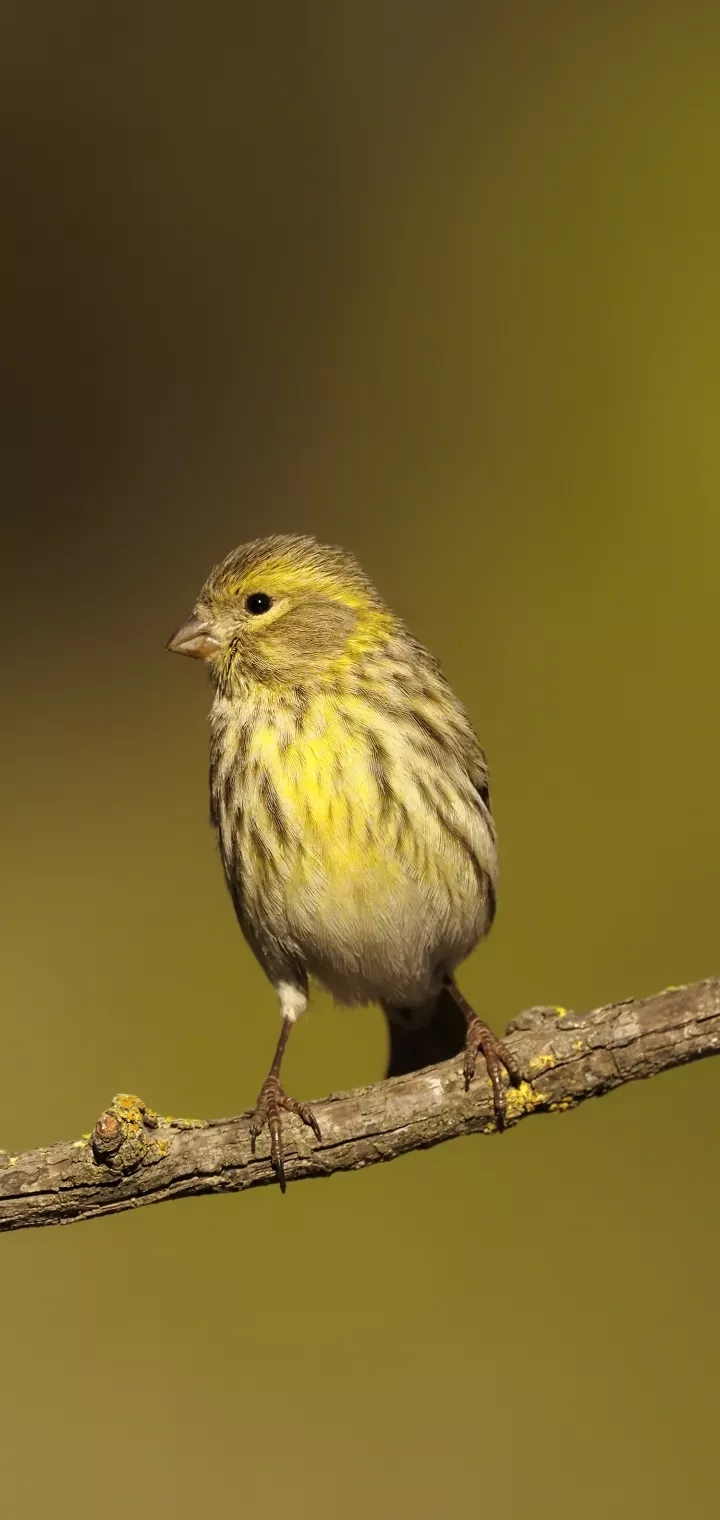 sparrow