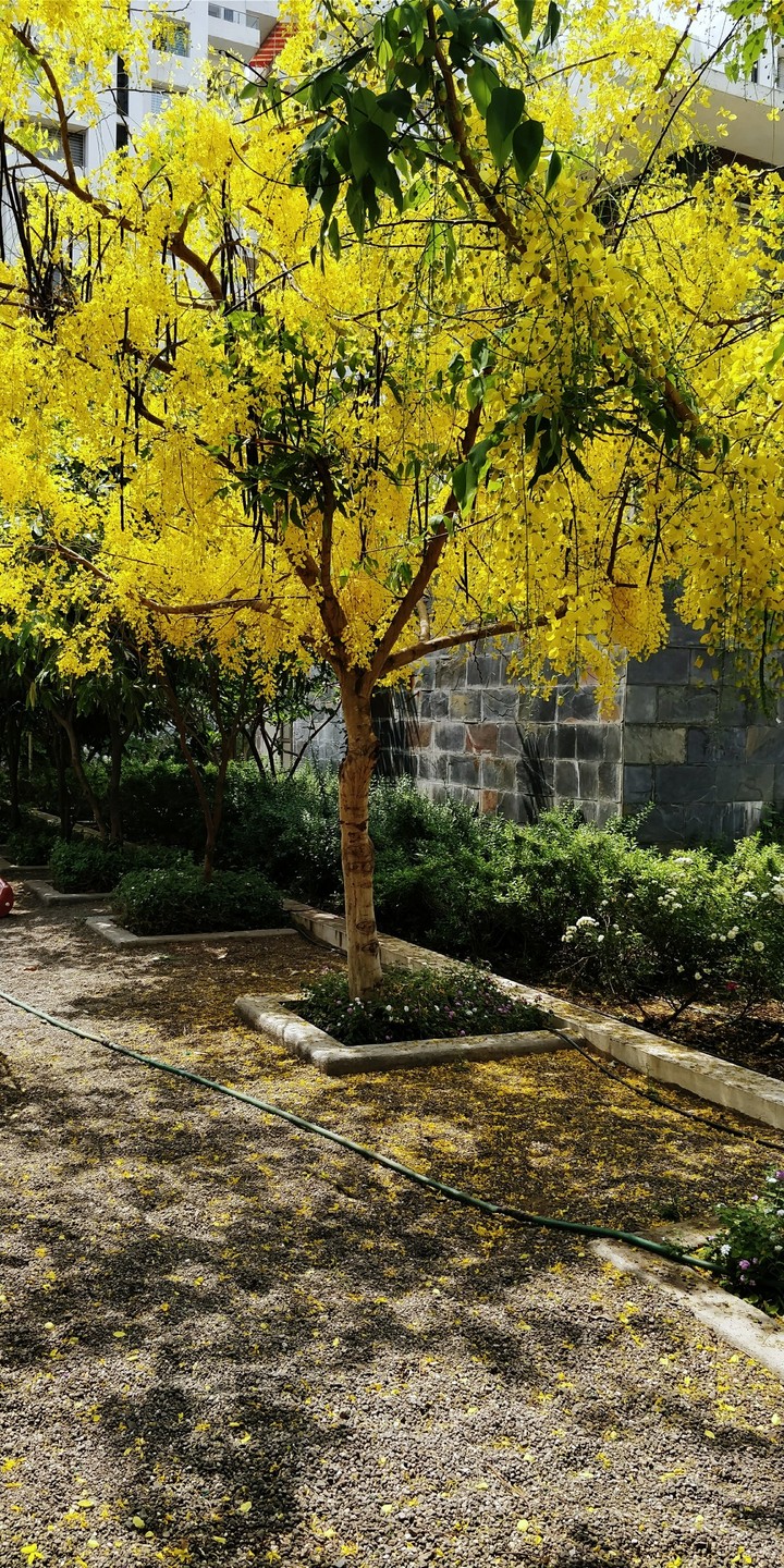 LABURNUM TOP
