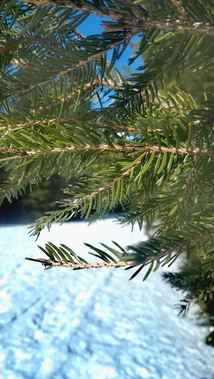 winter nature