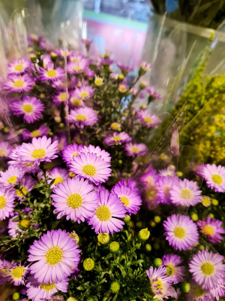 flowers