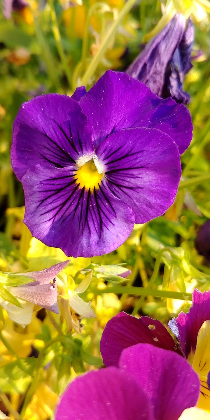 small flower in focus