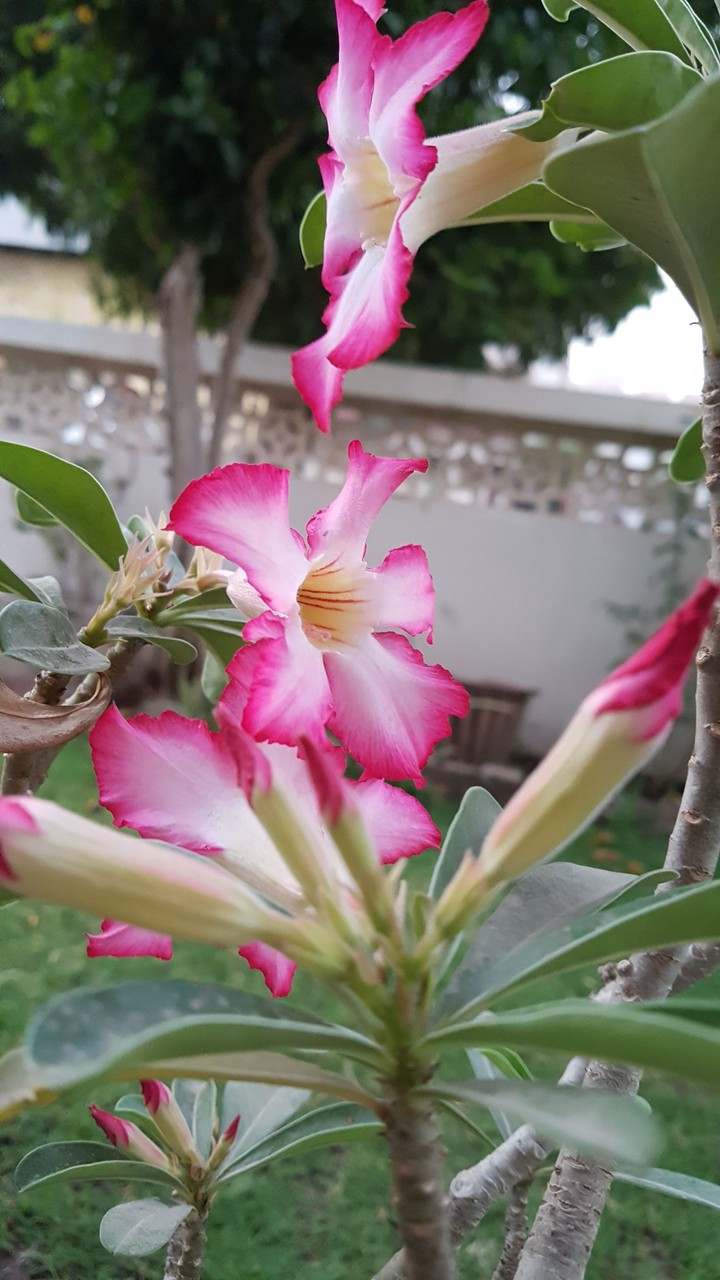 pink flower