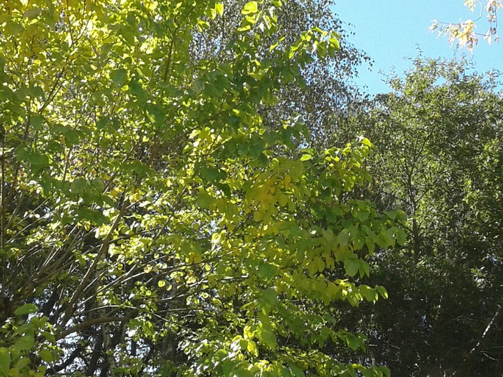 feuilles vertes