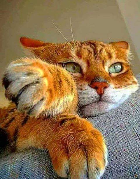 #cat