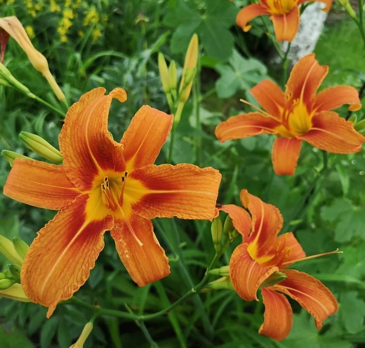 Tawny Daylily