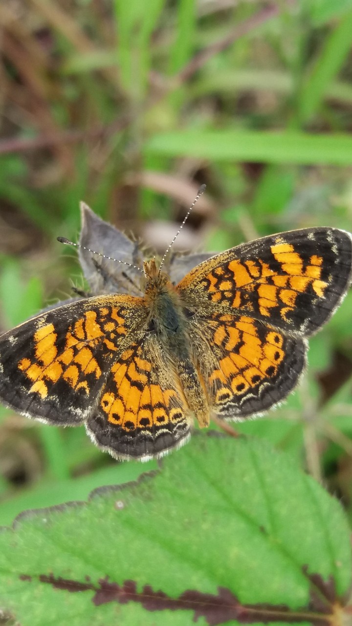 butterfly