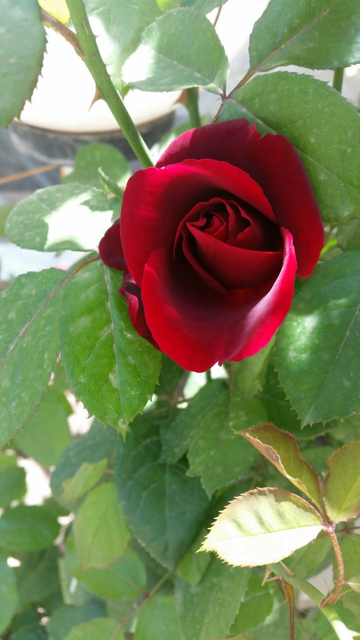 RED ROSE