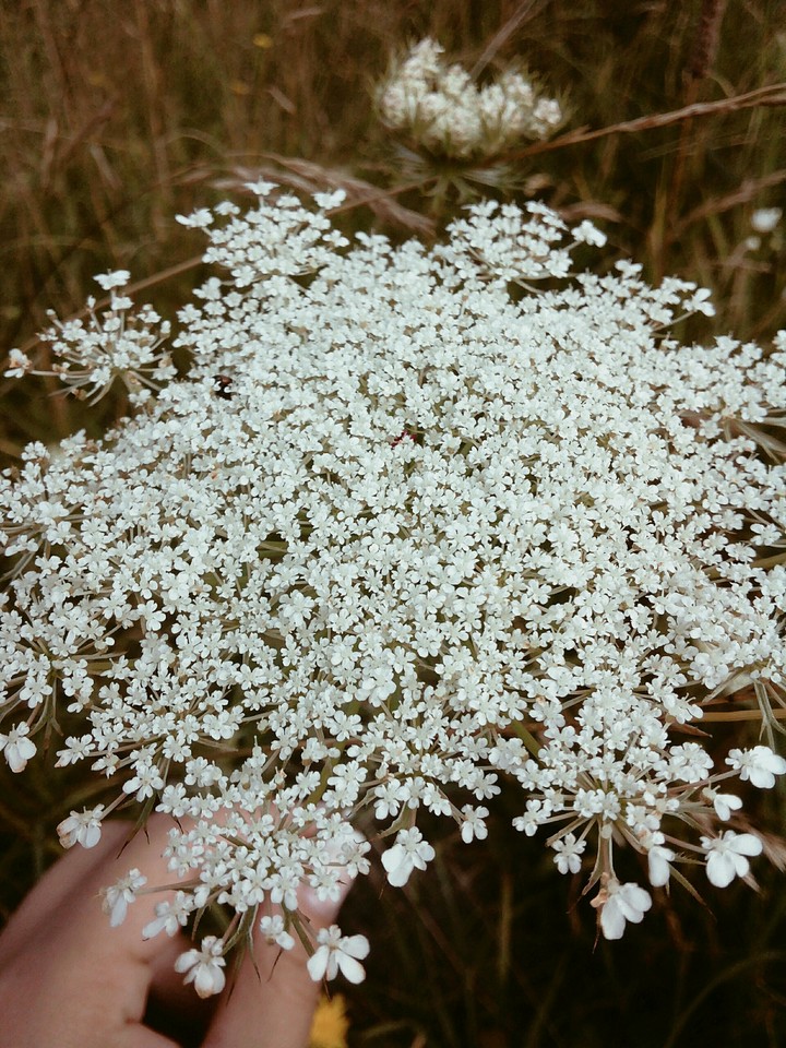 квітка