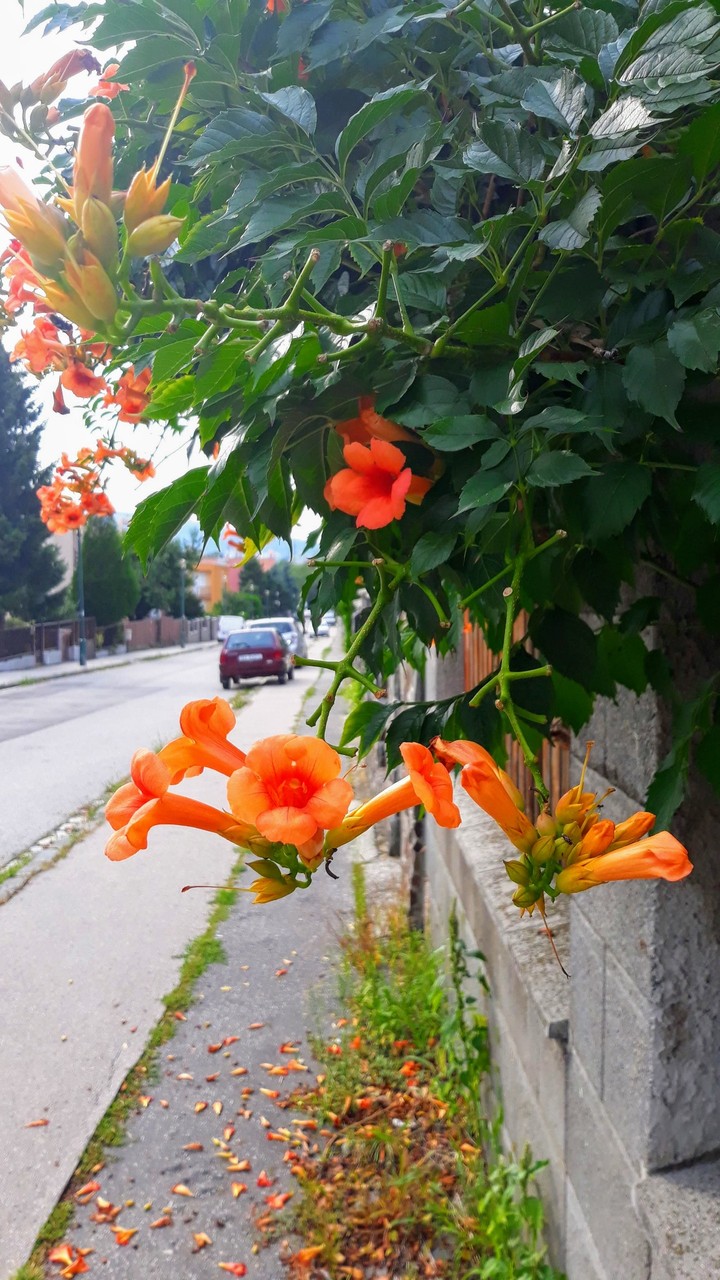 orange flower in the city