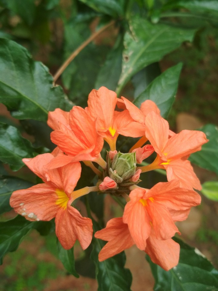 Flower
