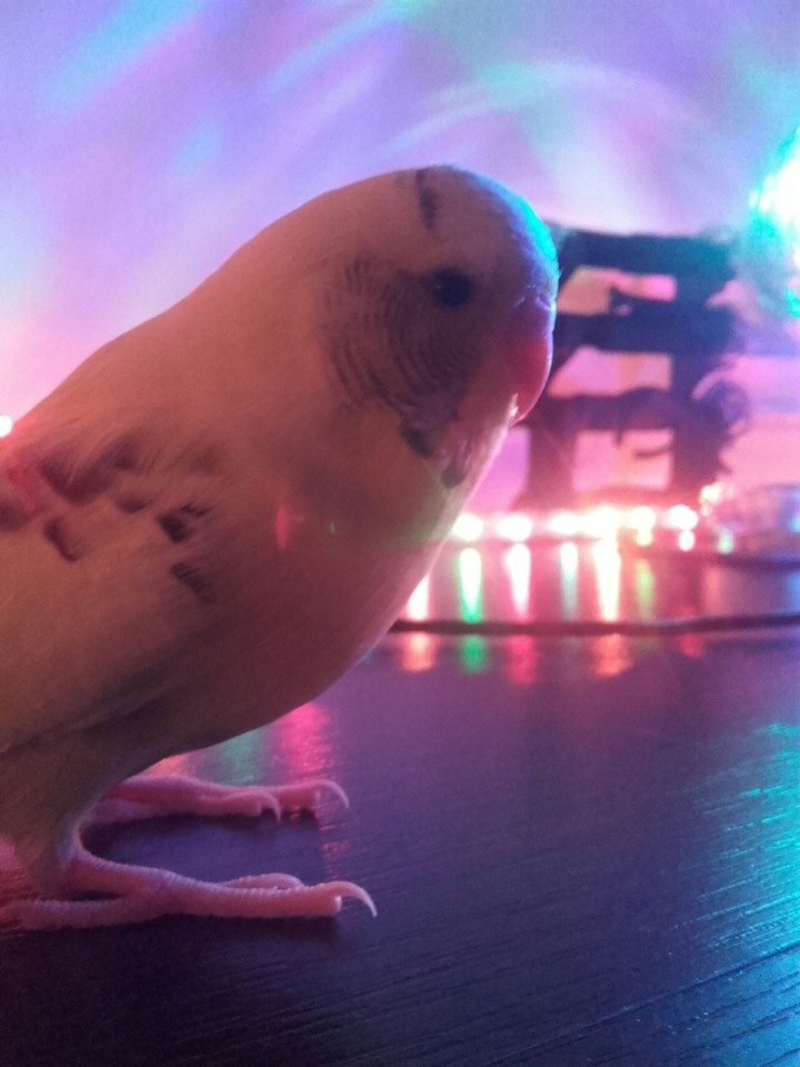 budgie party