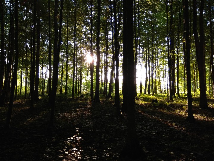 forest