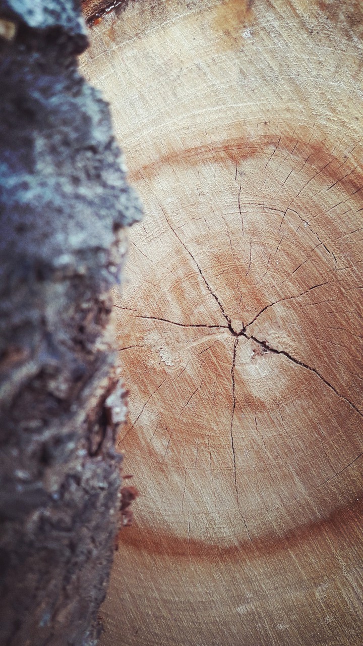 wood