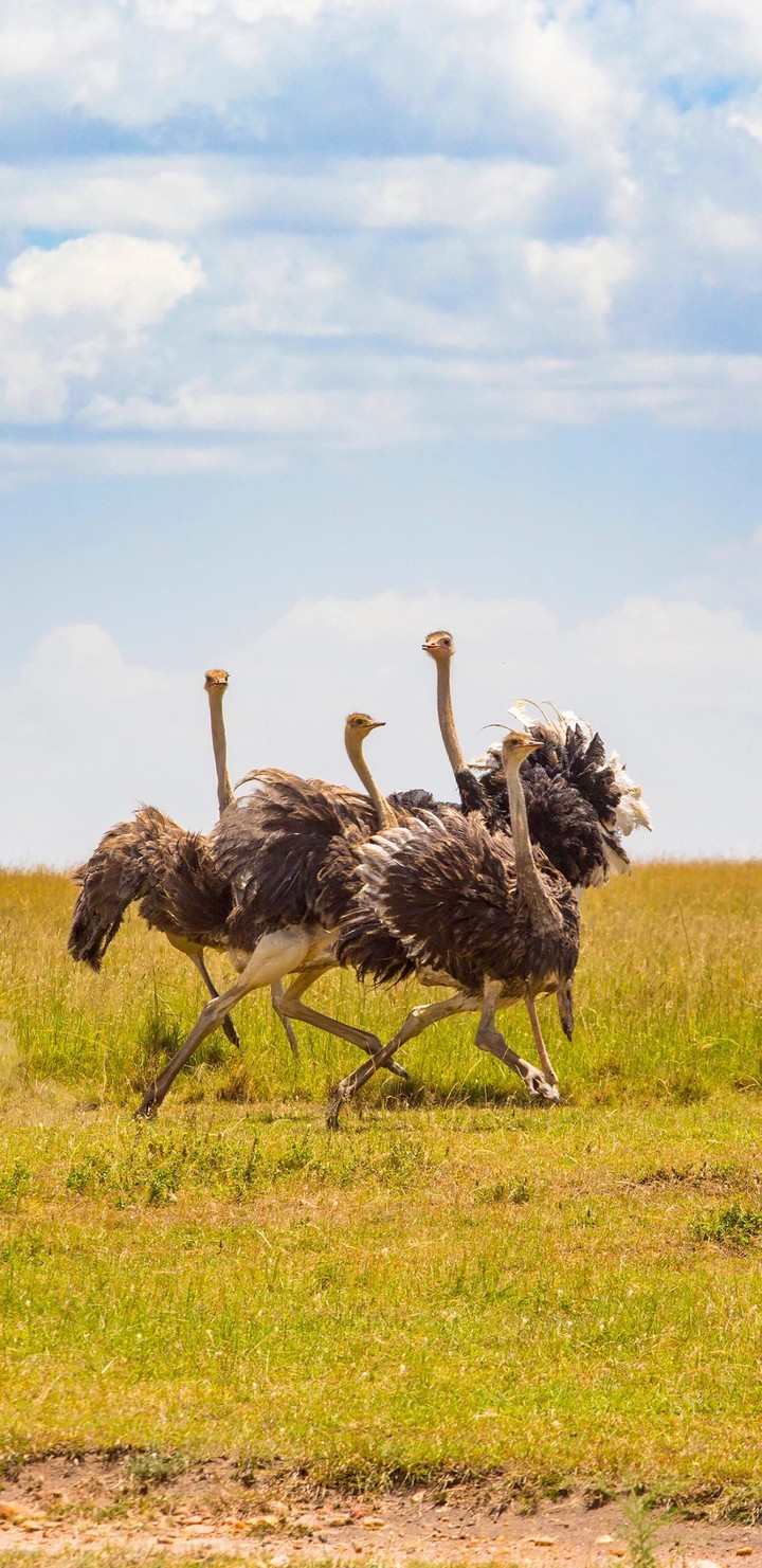 ostriches