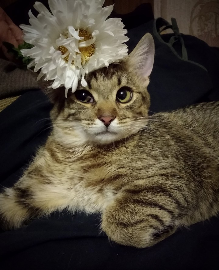 кошечка