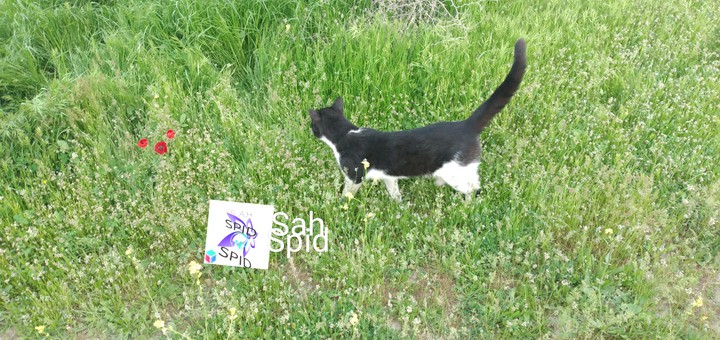 cat     گربه