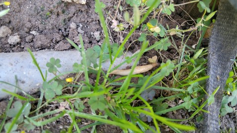 slug amoung the greens