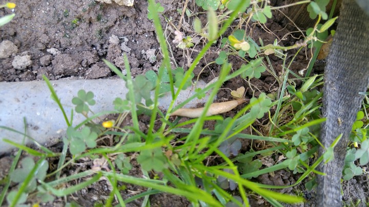 slug amoung the greens