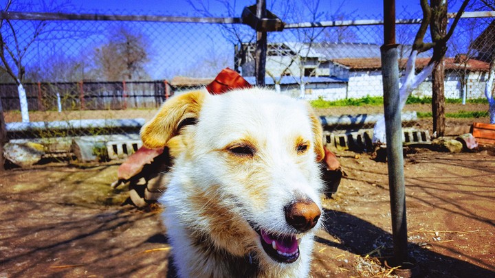 Dog