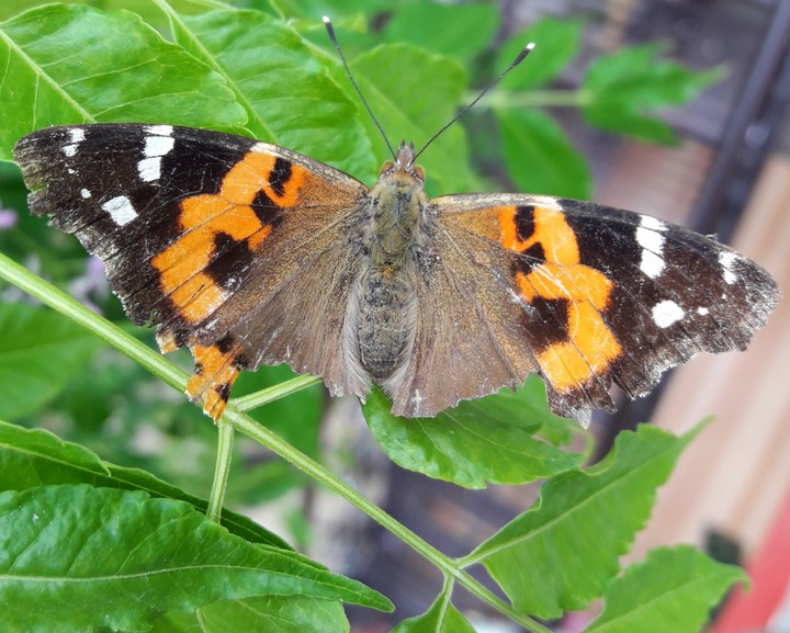 butterfly