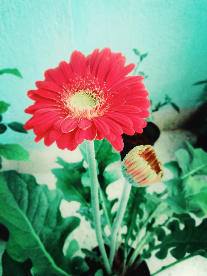 flower