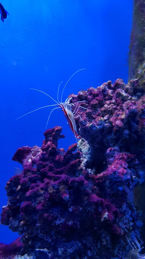 oceanarium