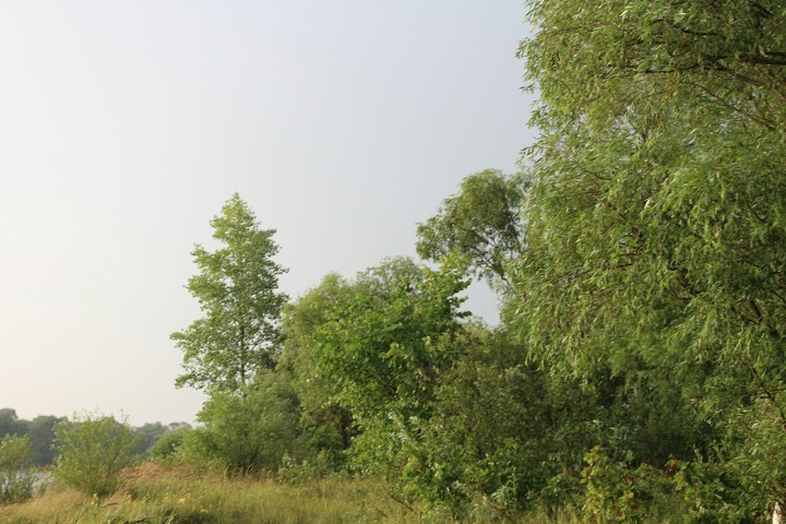 The nature