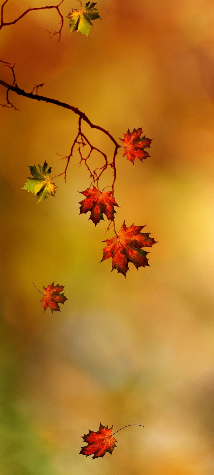 Autumn
