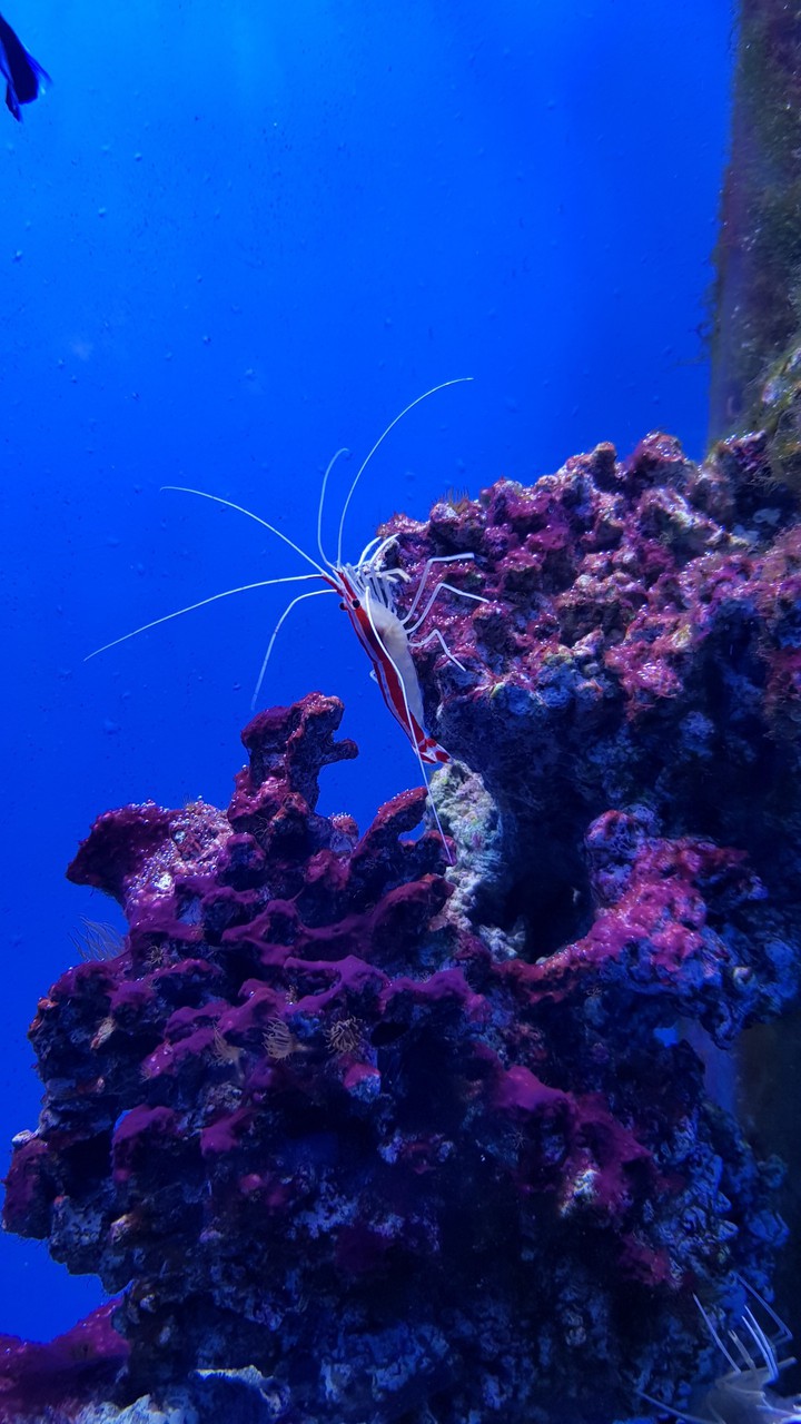 oceanarium