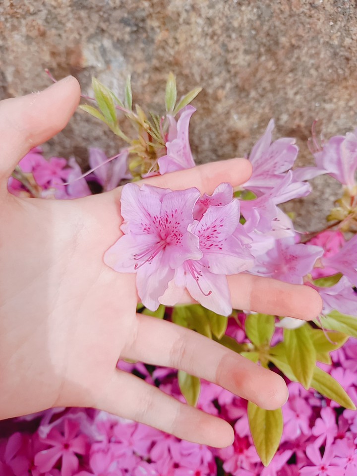 내가찍은 꽃사진♡