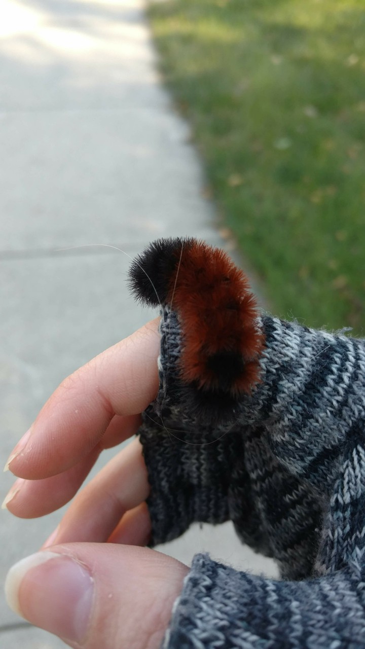 Fluffy Caterpillar