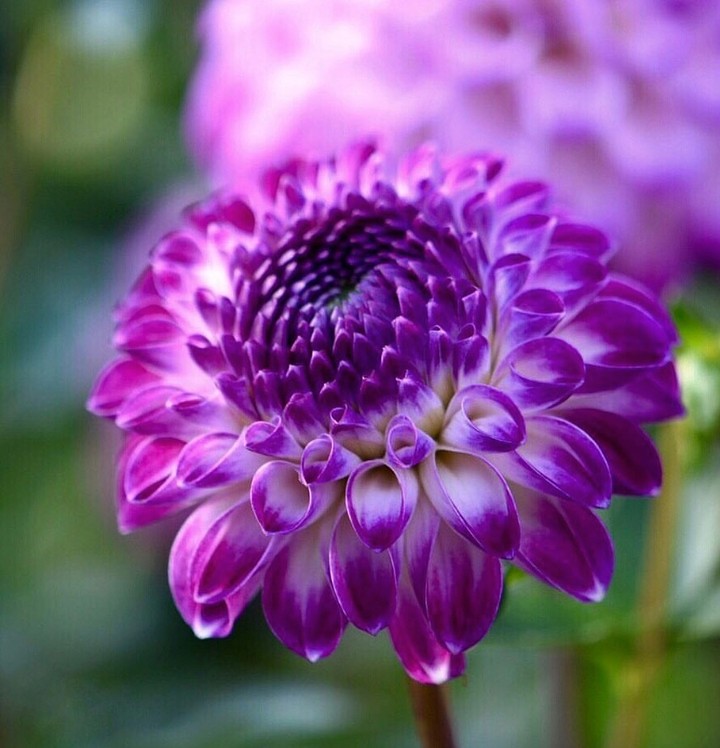 purple
