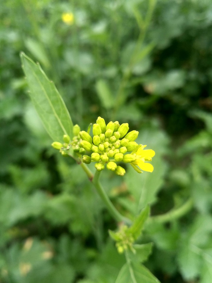 mustard flower
