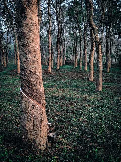 Rubber trees
