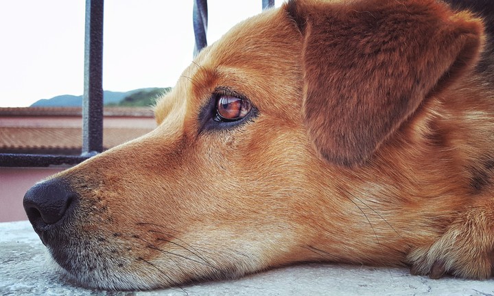 adorable dog