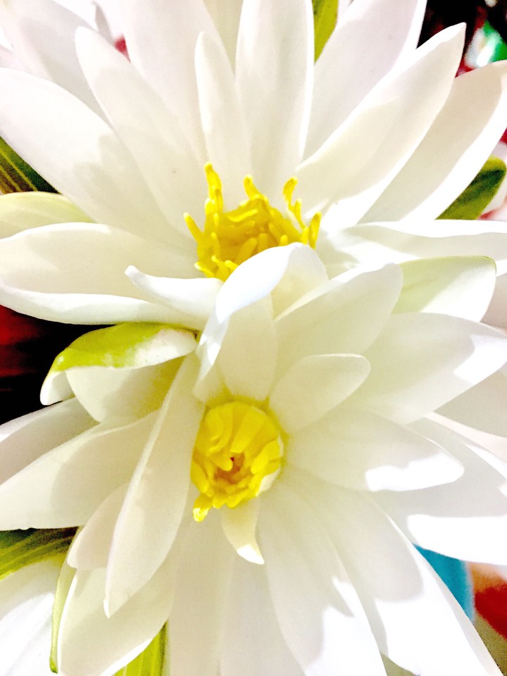 Auspicious Lilies