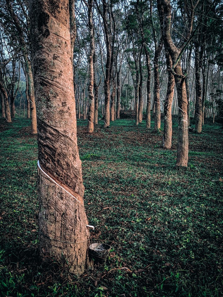 Rubber trees