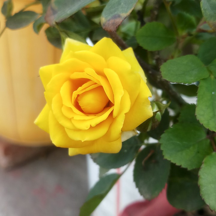 Rose