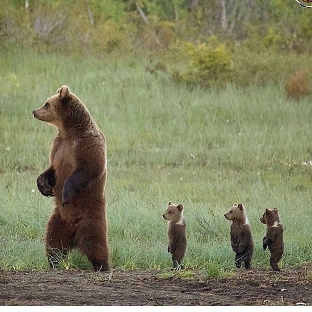 family