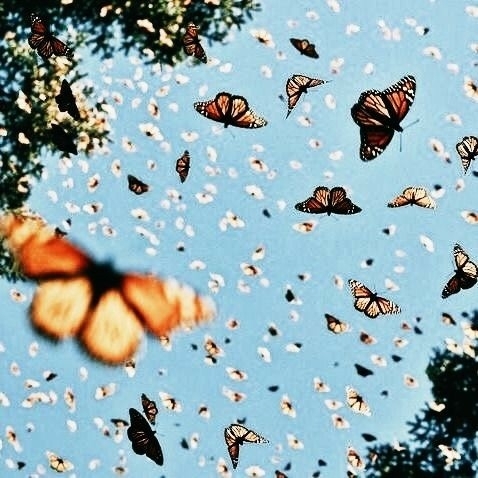 pollinator, pattern achtergronden