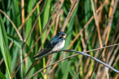 Tail, swallow वॉलपेपर