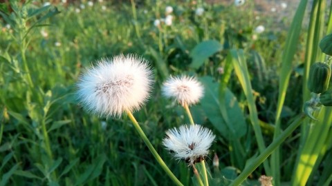 Nature's beauty