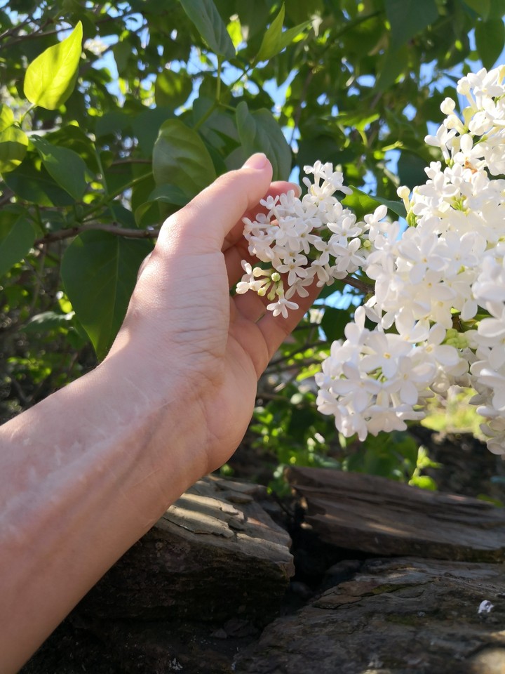 flower