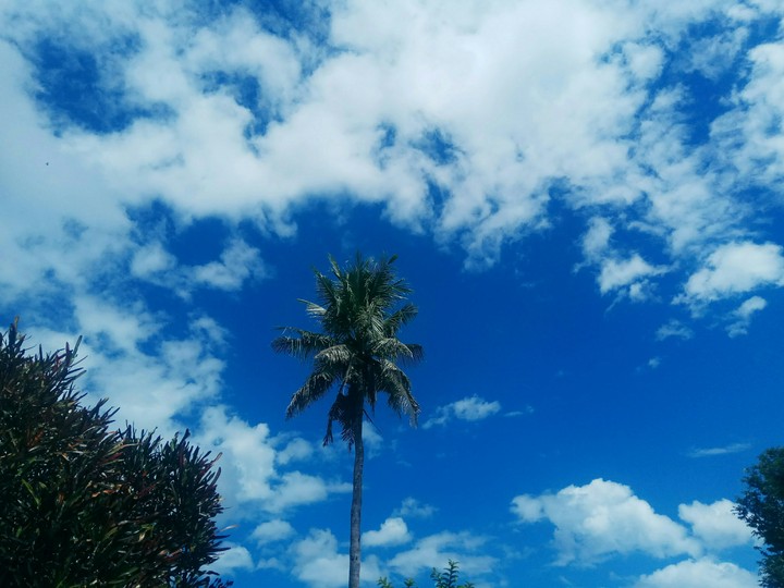 coconut tree and sky