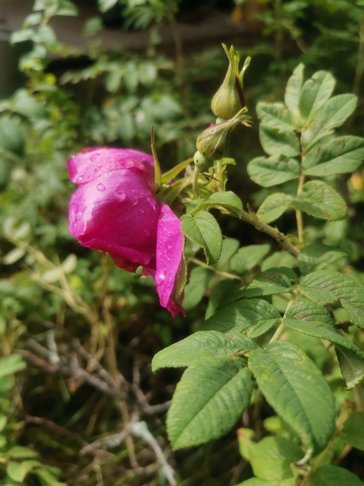 After a rain