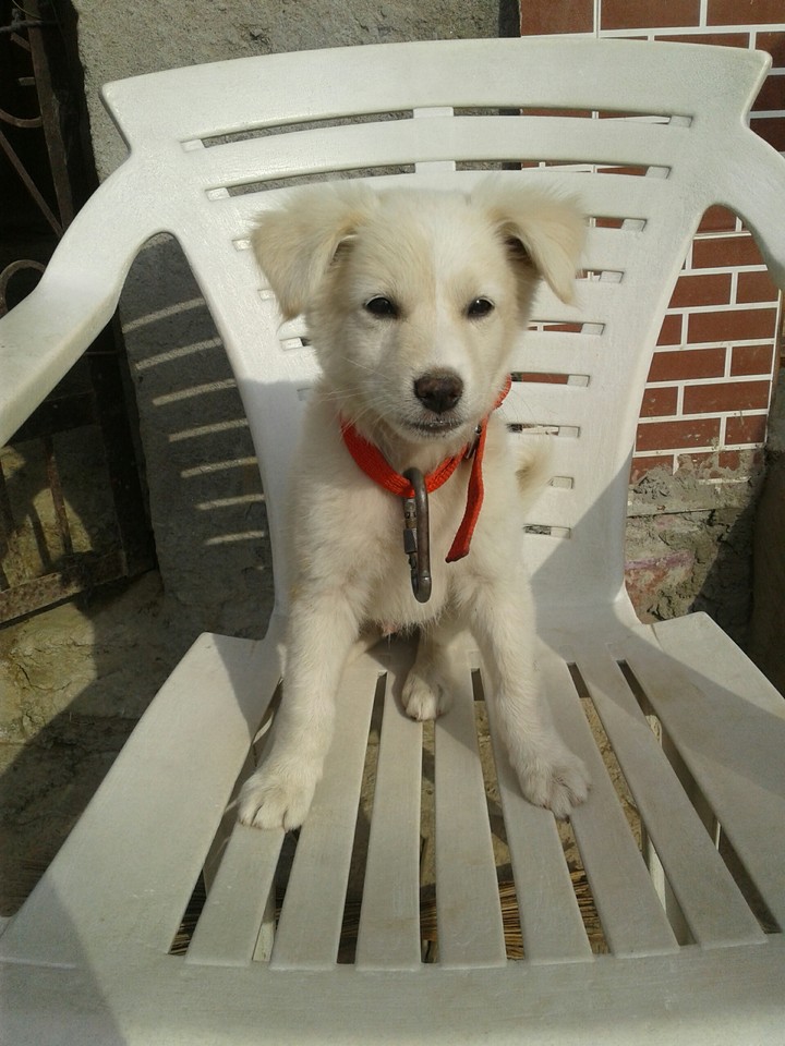 Miss U My Dog