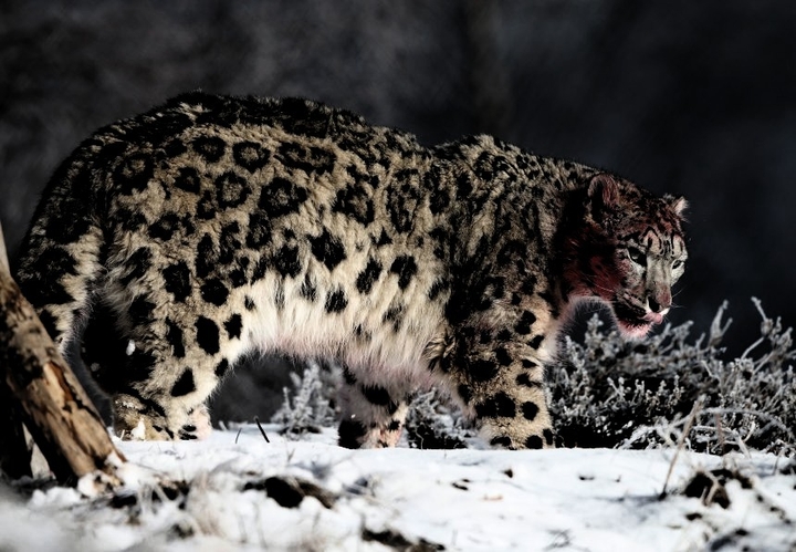 Snowleopard