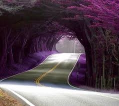 beautiful road