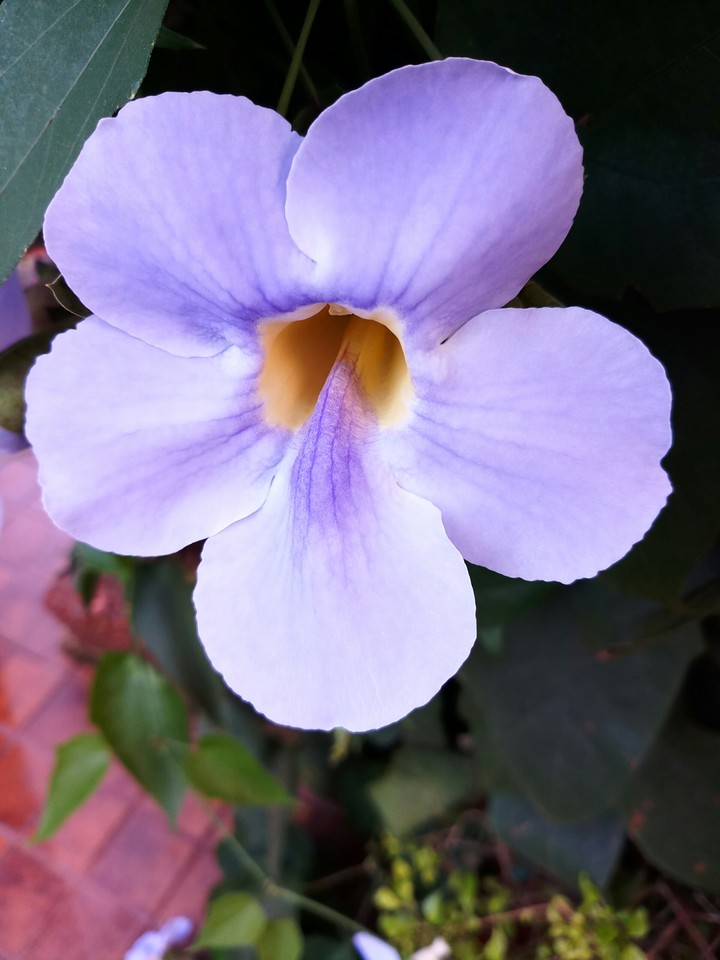 flower#purple