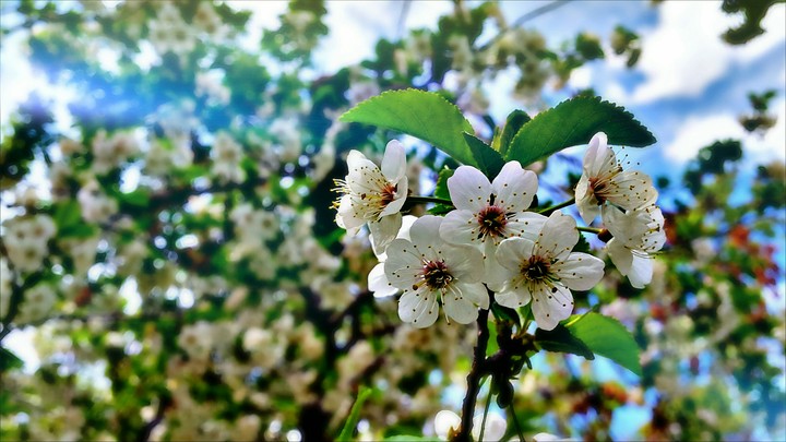 iran spring